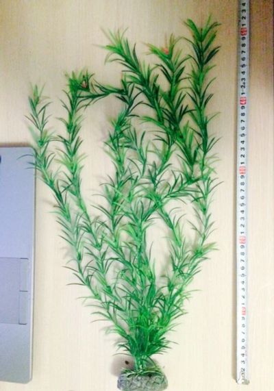 Лот: 6768737. Фото: 1. Растение. Водные растения