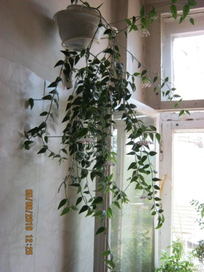 Лот: 13639426. Фото: 1. Хойя Белла. Горшечные растения и комнатные цветы