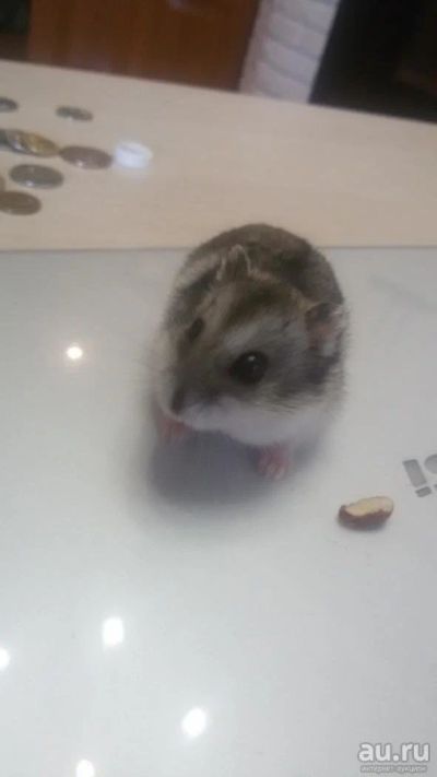 Лот: 8163826. Фото: 1. джунгарский хомяк с клеткой. Остальные животные