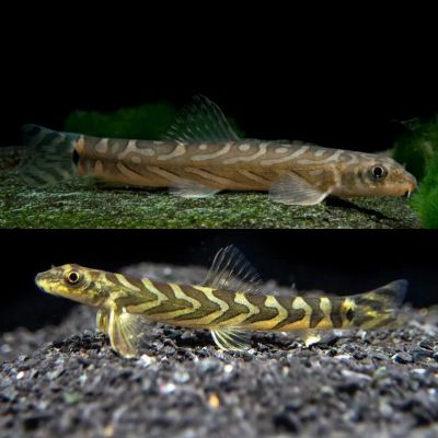 Лот: 21507898. Фото: 1. Вьюн Зодиак - рыбка-ящерка горных... Рыбки