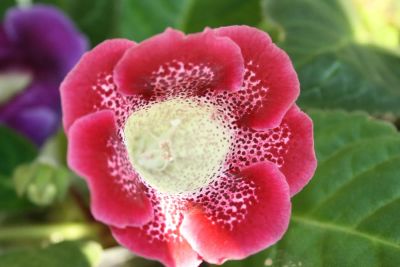 Лот: 4359244. Фото: 1. Глоксиния красная с лимонным горлом... Горшечные растения и комнатные цветы