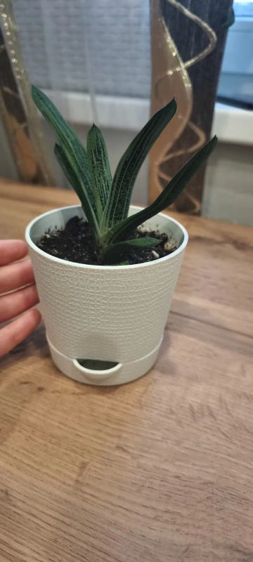 Лот: 25895962. Фото: 1. Цветок. Горшечные растения и комнатные цветы