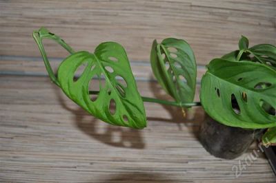 Лот: 362914. Фото: 1. Монстера неравнобокая (Мonstera... Горшечные растения и комнатные цветы