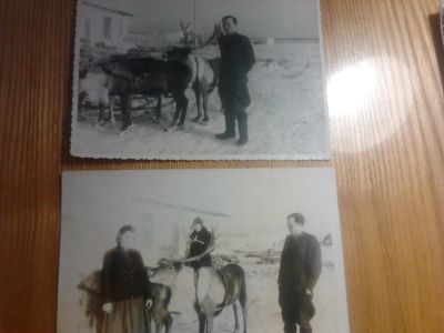 Лот: 7590277. Фото: 1. Фото с оленями 1953 год Таймыр. Фотографии