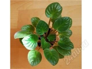 Лот: 133869. Фото: 1. сенполия 01. Горшечные растения и комнатные цветы