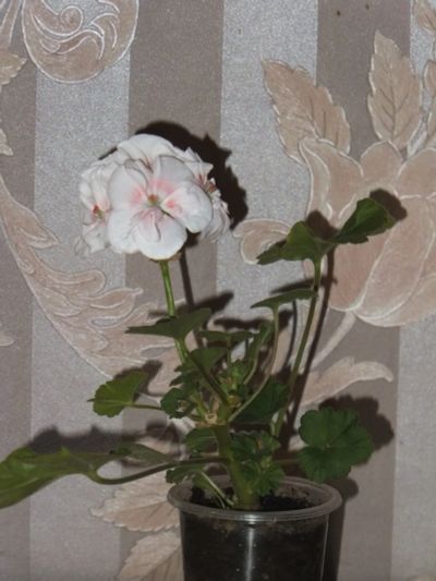 Лот: 16261219. Фото: 1. Пеларгония 'Twodees'. Горшечные растения и комнатные цветы