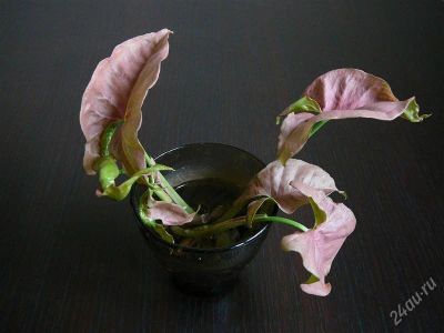 Лот: 1703777. Фото: 1. Сингониум Неон не укорененные... Горшечные растения и комнатные цветы