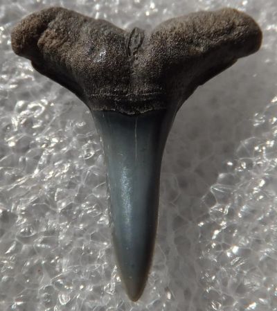 Лот: 3127793. Фото: 1. Окаменелый зуб акулы, маленький... Археология