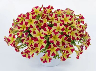 Лот: 11382629. Фото: 1. Petunia Amore Queen of Hearts... Садовые цветы