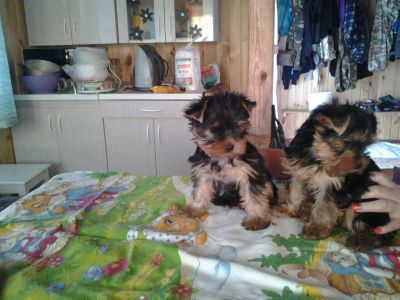 Лот: 7769453. Фото: 1. Йоркширский терьер. Собаки, щенки