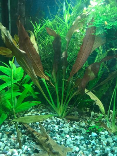 Лот: 12644955. Фото: 1. Эхинодорус Рубин. Большой куст... Водные растения