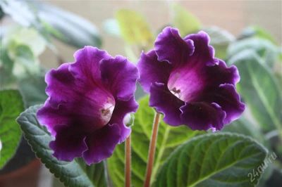 Лот: 2882573. Фото: 1. Глоксиния 25 (цветущее растение... Горшечные растения и комнатные цветы