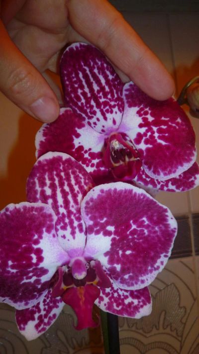 Лот: 6502295. Фото: 1. орхидея фаленопсис №15 отцветает. Горшечные растения и комнатные цветы