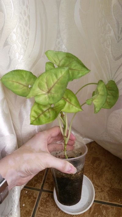 Лот: 15767014. Фото: 1. Сингониум golden. Горшечные растения и комнатные цветы