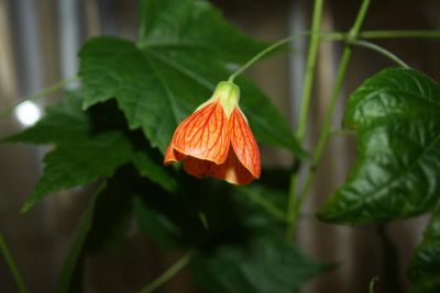 Лот: 5066936. Фото: 1. Абутилон Селло № 6 (комнатный... Горшечные растения и комнатные цветы