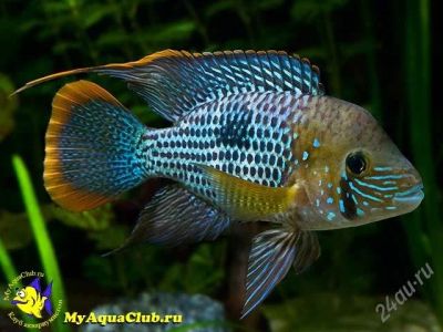 Лот: 2384000. Фото: 1. Акара бирюзовая взрослый самец... Рыбки