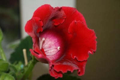 Лот: 4120135. Фото: 1. Глоксиния (цветущее растение!). Горшечные растения и комнатные цветы