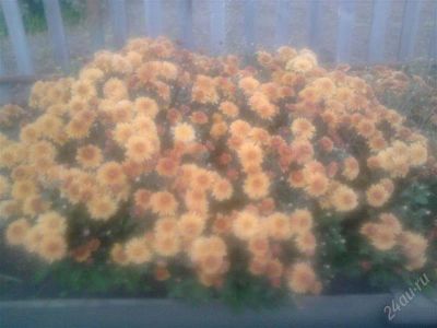 Лот: 1770097. Фото: 1. хризантема-садовая- терракот... Другое (семена, рассада, садовые растения)