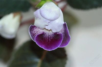 Лот: 2896151. Фото: 1. Глоксиния 39 (цветущее растение... Горшечные растения и комнатные цветы