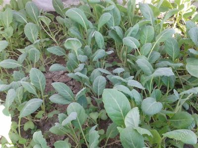 Лот: 2866664. Фото: 1. Капуста б/к (рассада). Другое (семена, рассада, садовые растения)