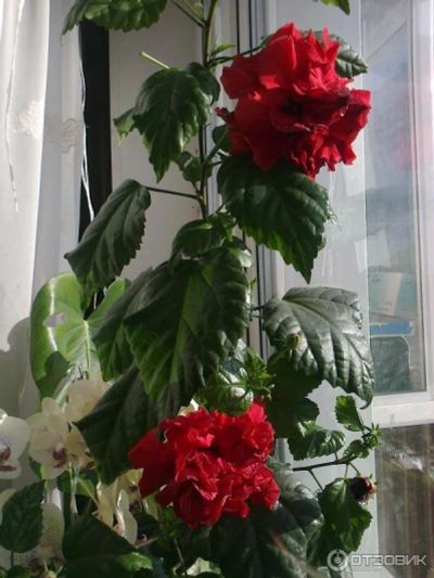 Лот: 12709308. Фото: 1. Гибискус т.красный махровый. Горшечные растения и комнатные цветы