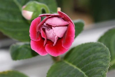 Лот: 2894602. Фото: 1. Глоксиния 37 (цветущее растение... Горшечные растения и комнатные цветы