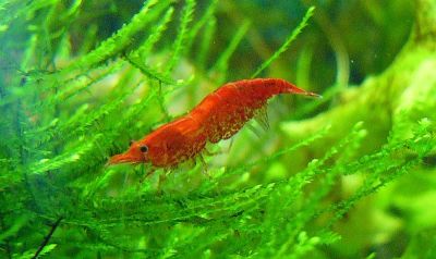 Лот: 3779296. Фото: 1. Продам вишневых креветок. Моллюски, ракообразные, кораллы