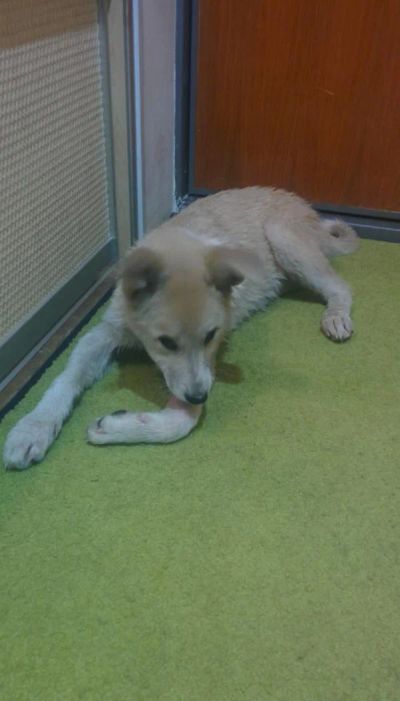 Лот: 8991099. Фото: 1. Собачка. Собаки, щенки