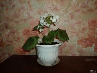 Лот: 9445715. Фото: 1. Пеларгония (герань) белая. Горшечные растения и комнатные цветы