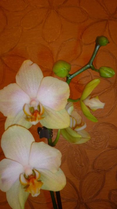Лот: 6502338. Фото: 1. орхидея фаленопсис желтая цветёт... Горшечные растения и комнатные цветы