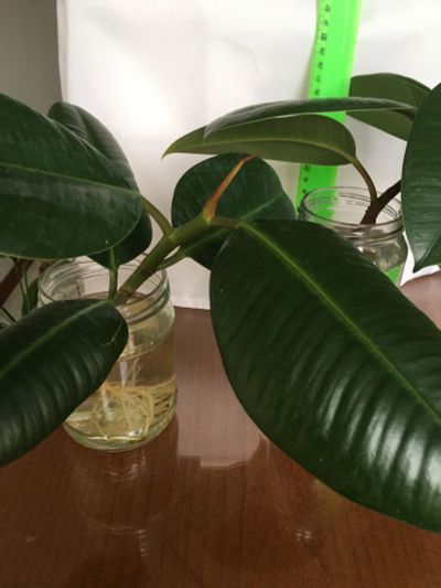 Лот: 25885649. Фото: 1. Фикус, крупные проросшие отростки... Горшечные растения и комнатные цветы