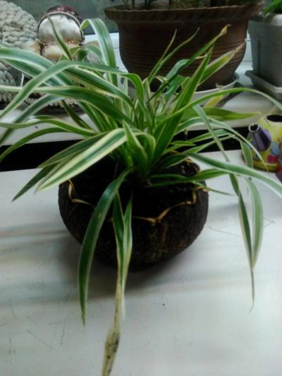 Лот: 8464845. Фото: 1. Хлорофитум лаксум. Горшечные растения и комнатные цветы