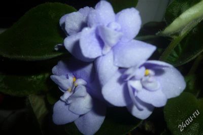 Лот: 2067993. Фото: 1. фиалка голубая (молодые розетки... Горшечные растения и комнатные цветы