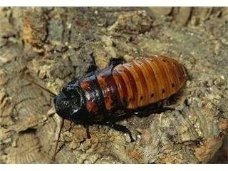 Лот: 380894. Фото: 1. мадагаскарский таракан-идеальный... Другое (растения и животные)