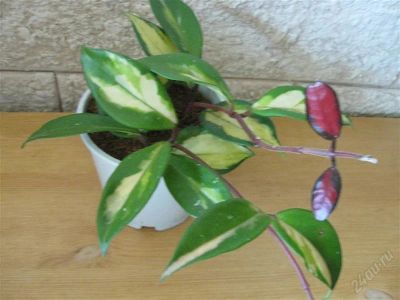 Лот: 1846793. Фото: 1. Хойя карноза триколор. Горшечные растения и комнатные цветы