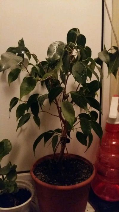 Лот: 12569767. Фото: 1. Фикус бенджамина. Горшечные растения и комнатные цветы