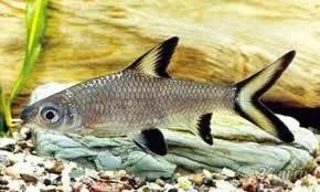 Лот: 5494554. Фото: 1. Акулий Бала (Balantiochelus melanopterus... Рыбки