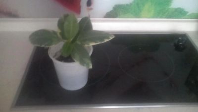 Лот: 7517726. Фото: 1. фикус. Горшечные растения и комнатные цветы