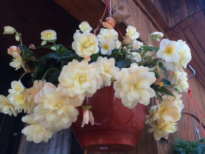 Лот: 11462537. Фото: 1. Бегония Беллекония Шардоне (укорененный... Горшечные растения и комнатные цветы