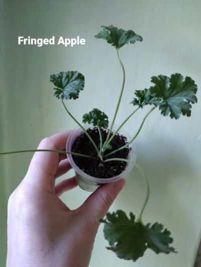 Лот: 19125029. Фото: 1. Душистая пеларгония 'Fringed Apple... Горшечные растения и комнатные цветы
