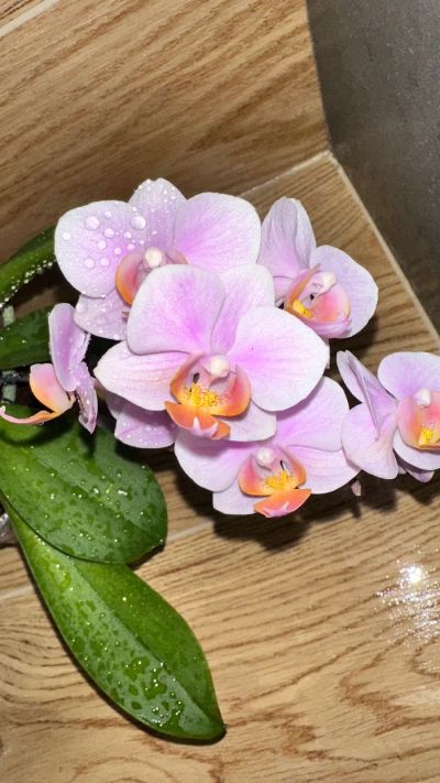 Лот: 21791941. Фото: 1. Орхидея Фаленопсис Passione, мультифлора... Горшечные растения и комнатные цветы