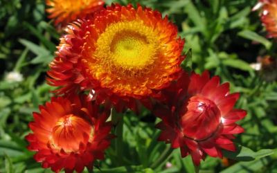 Лот: 12848237. Фото: 1. Семена гелихризума красного -... Садовые цветы