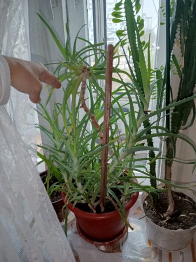 Лот: 25885782. Фото: 1. Алоэ лекарственный больше 4 лет... Горшечные растения и комнатные цветы