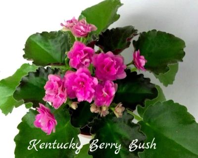 Лот: 8498774. Фото: 1. Мини фиалка сортовая Kentucky... Горшечные растения и комнатные цветы