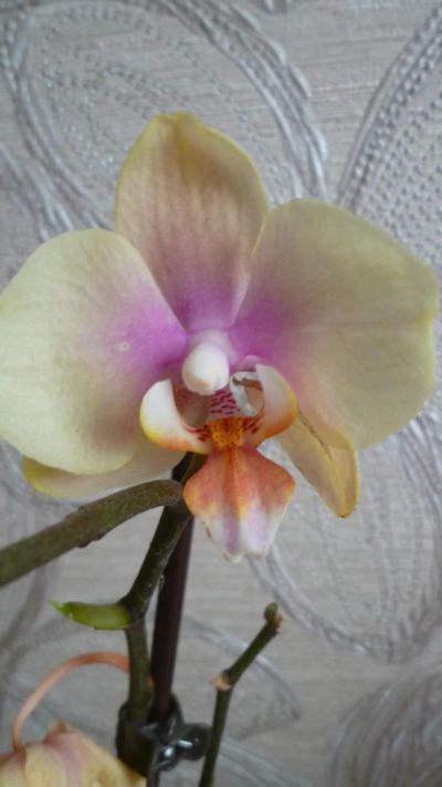 Лот: 5354032. Фото: 1. орхидея фаленопсис F28( отцвела... Горшечные растения и комнатные цветы