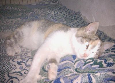 Лот: 708142. Фото: 1. бездомная кошка, плиз возьмите... Остальные животные