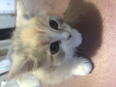 Лот: 5157861. Фото: 1. продам котенка пару месяцов. Кошки, котята