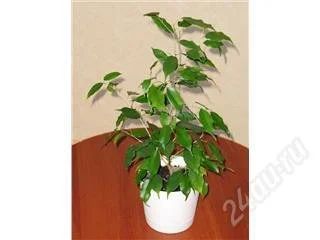 Лот: 99185. Фото: 1. Фикус. Горшечные растения и комнатные цветы