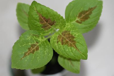 Лот: 3123551. Фото: 1. Колеус (крапивка) 1. Горшечные растения и комнатные цветы