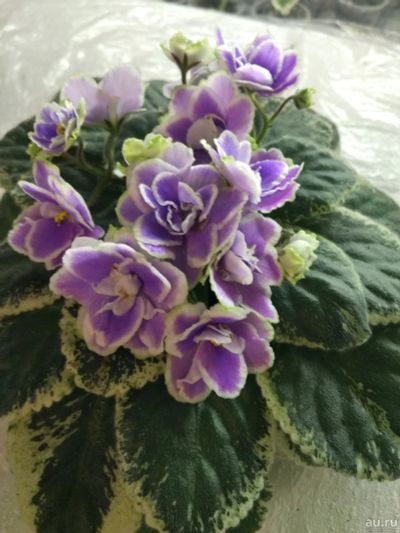 Лот: 13714787. Фото: 1. Фиалка Buckeye Seductress (Бакай... Горшечные растения и комнатные цветы